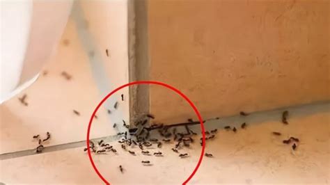 院子門 家里有蚂蚁